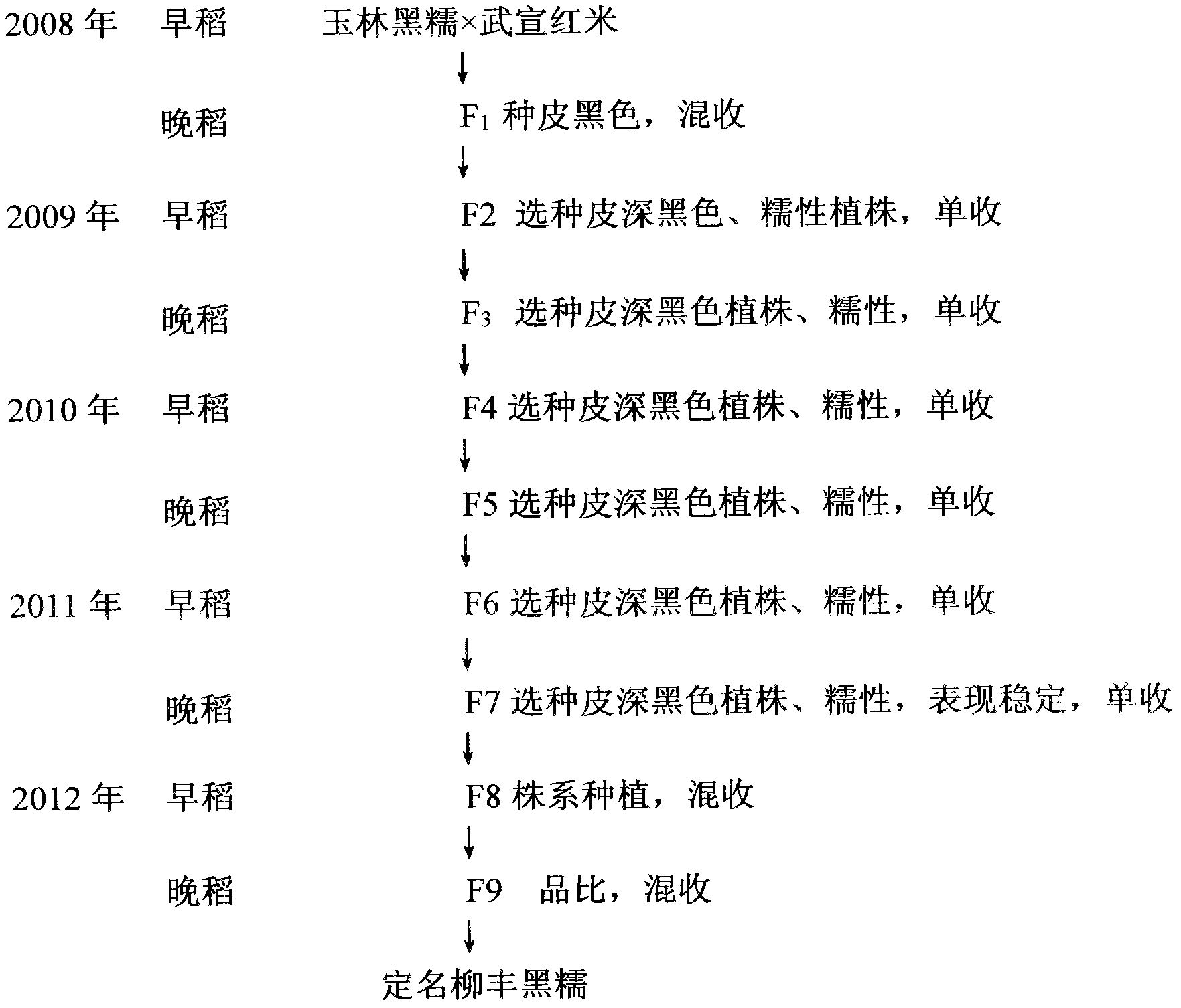 Method for selectively breeding black glutinous rice