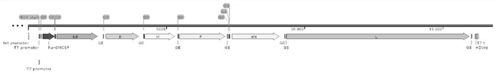 Recombinant oncolytic Newcastle disease virus for expressing human GM-CSF and use thereof