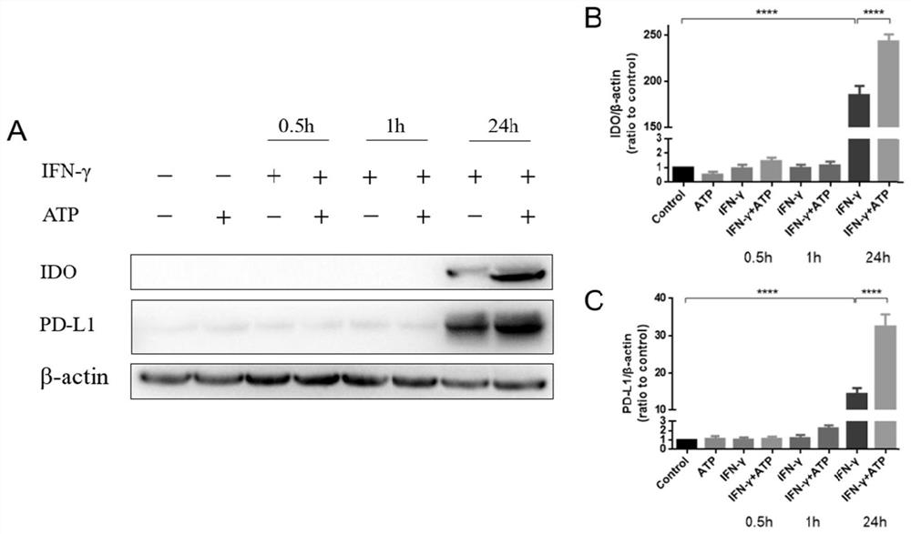 Mesenchymal stem cell with immunosuppression and anti-inflammatory functions, and preparation method and application thereof