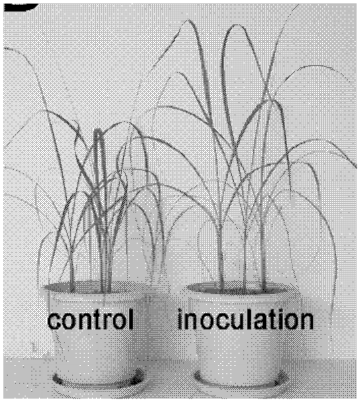 Sugarcane endogenous nitrogen-fixing Pantoea bacteria and application thereof