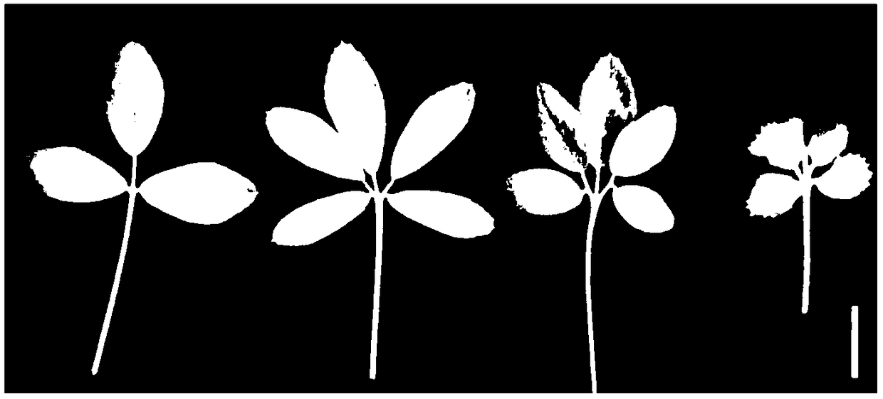 Method for obtaining multifoliaolate alfalfa material by using MsPALM1 artificial site-directed mutant