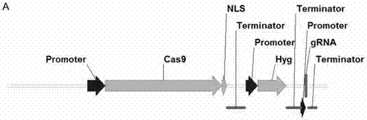 Cas9/RNA system and application thereof