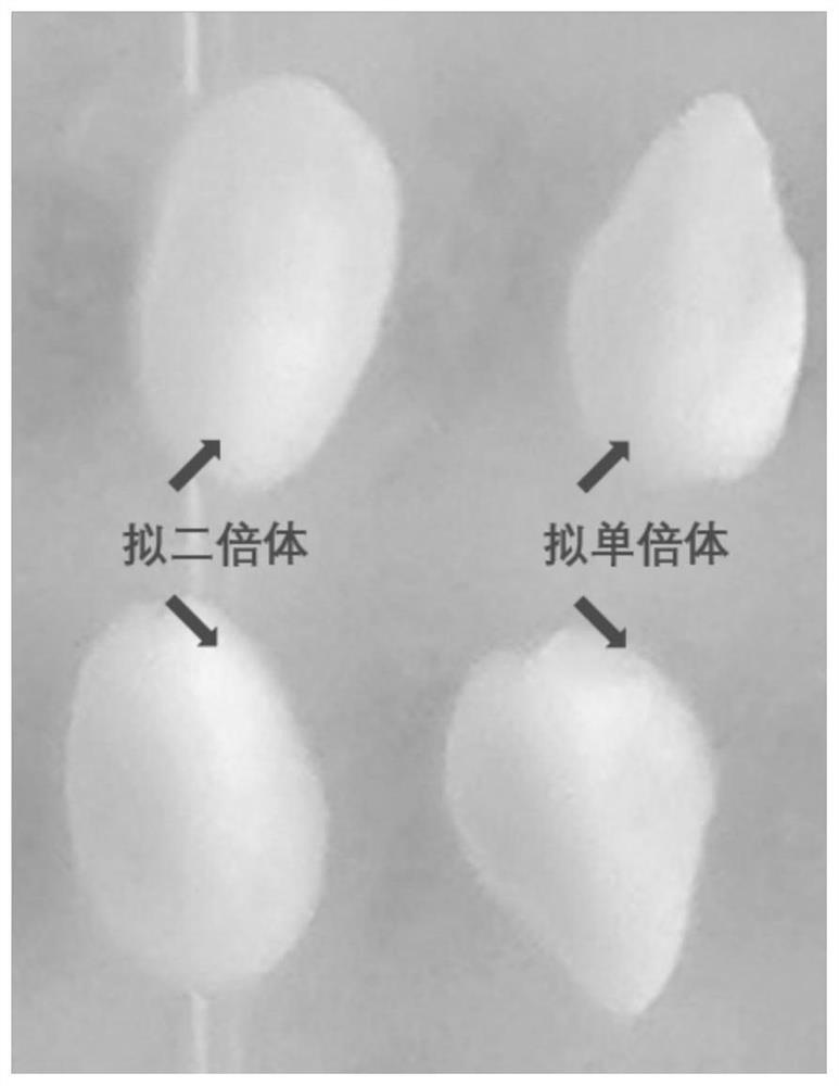 Method for rapidly breeding corn haploid induction line, and application of method