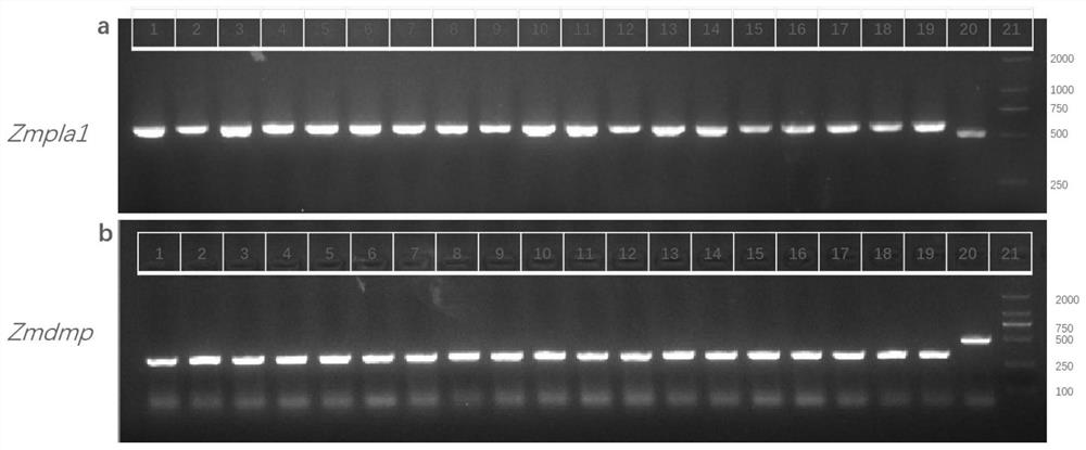 Method for rapidly breeding corn haploid induction line, and application of method