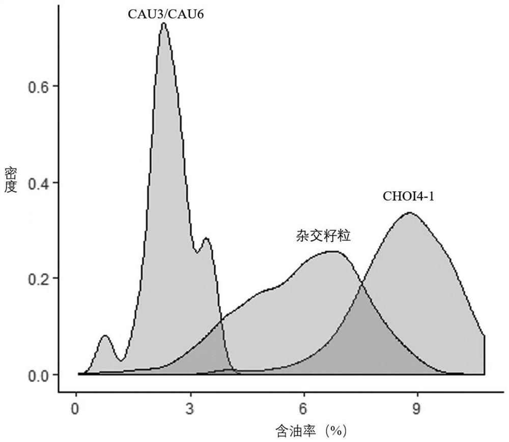 Method for rapidly breeding corn haploid induction line, and application of method