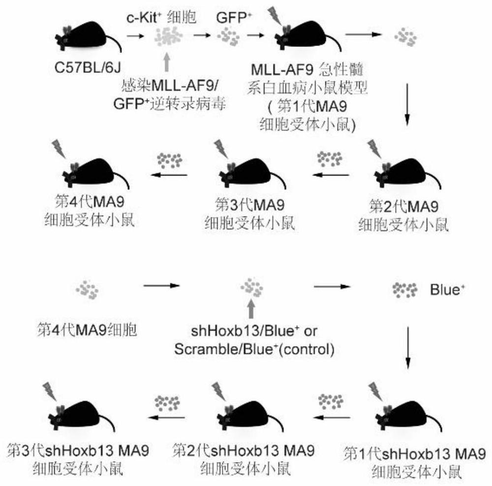 Constructing a mouse model against MLL leukemia by changing the expression level of hoxb13 and the method and application of the model construction