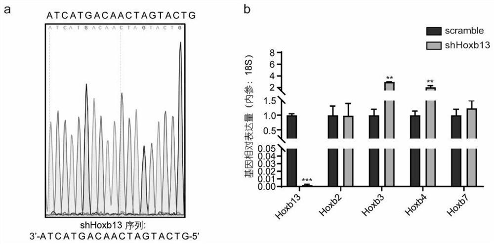 Constructing a mouse model against MLL leukemia by changing the expression level of hoxb13 and the method and application of the model construction