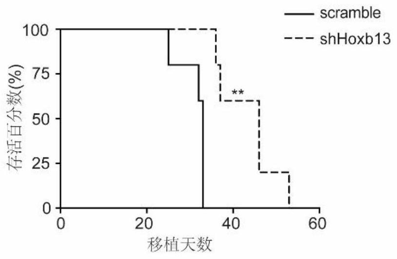 Constructing a mouse model against MLL leukemia by changing the expression level of hoxb13 and the method and application of the model construction