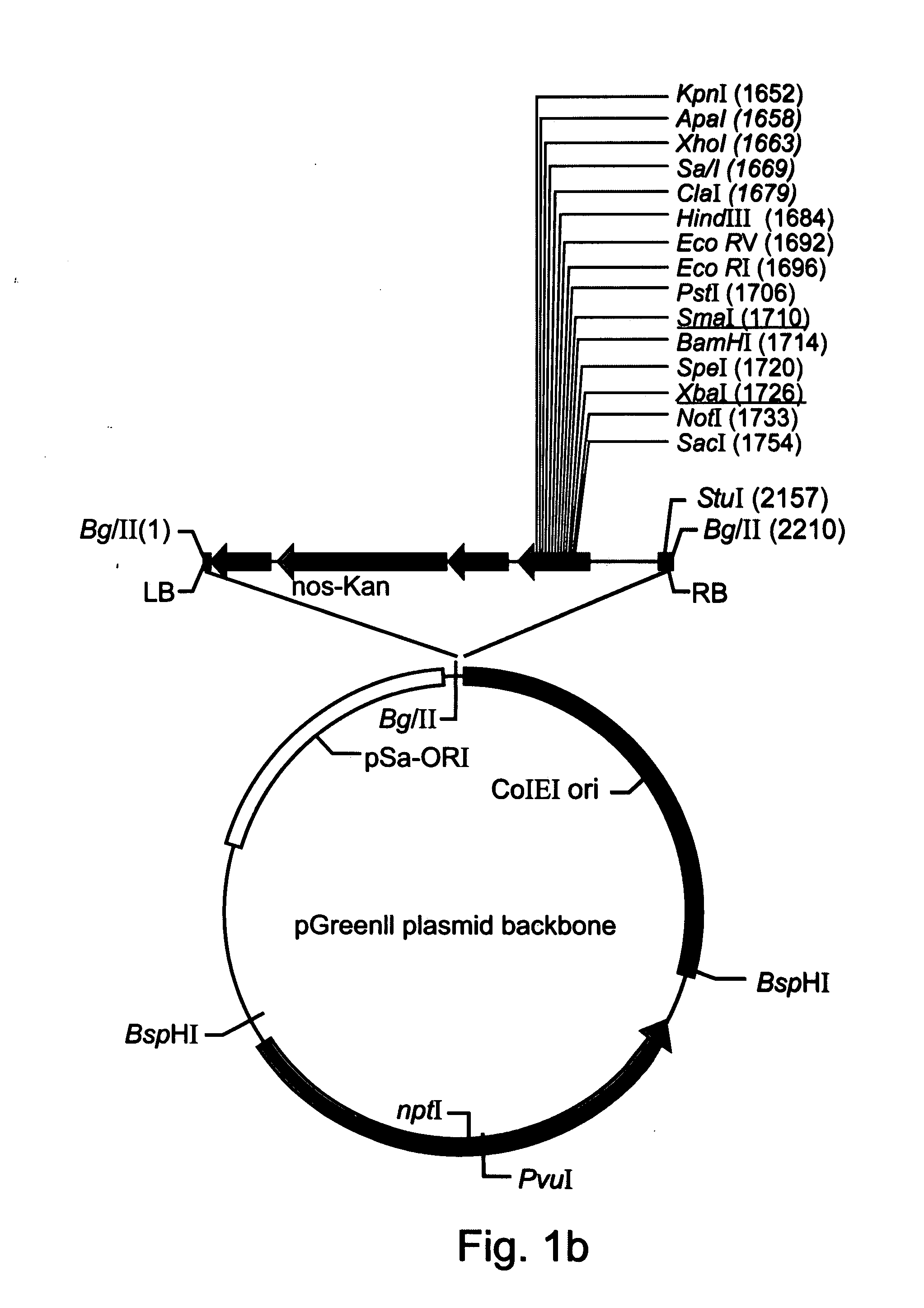 Production of high mannose proteins in plant culture