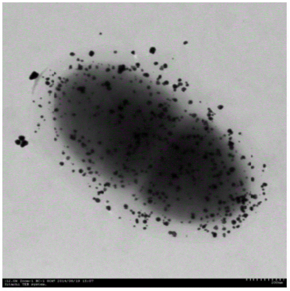 Method for synthesizing shewanella halitios into god nanoparticles and application of gold nanoparticles