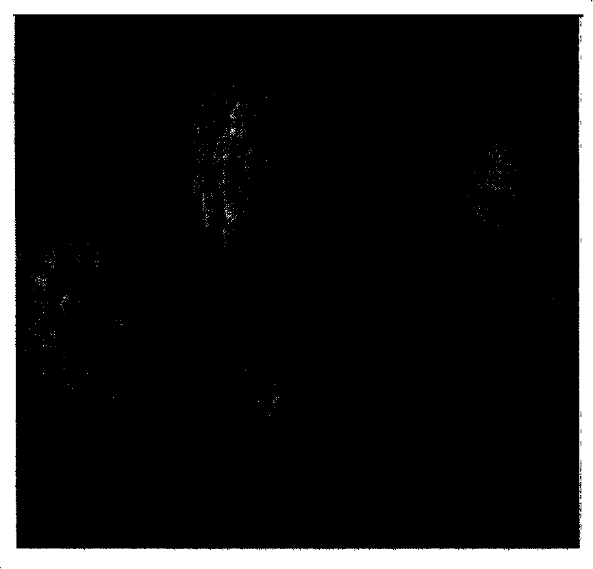 Synthesized silicon phosphor aluminum molecular sieve SAPO-34 and method of producing the same