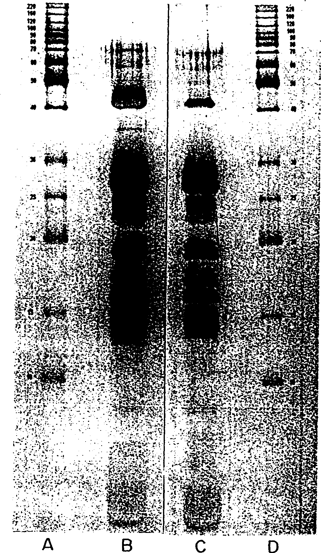 Antithrombin nucleotides and proteins from horn fly