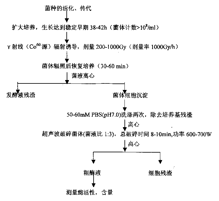 Method for increasing yield of superoxide dismutase of radioresistant coccus by radiation induction