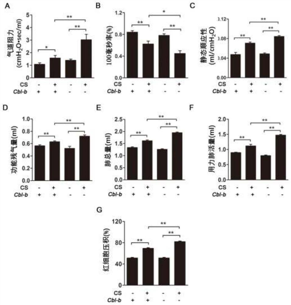 Application of Cbl-b protein in preparation of product with protective effect on lung injury induced by tobacco smoke