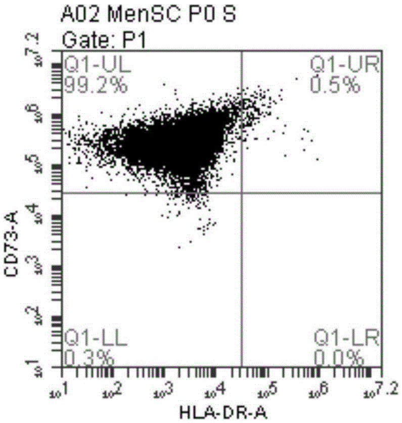 Method for separating and cultivating endometrial stem cells of menstrual blood sources