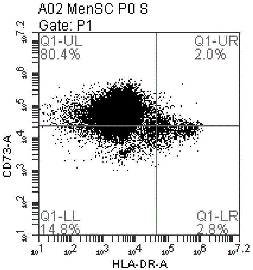 Method for separating and cultivating endometrial stem cells of menstrual blood sources