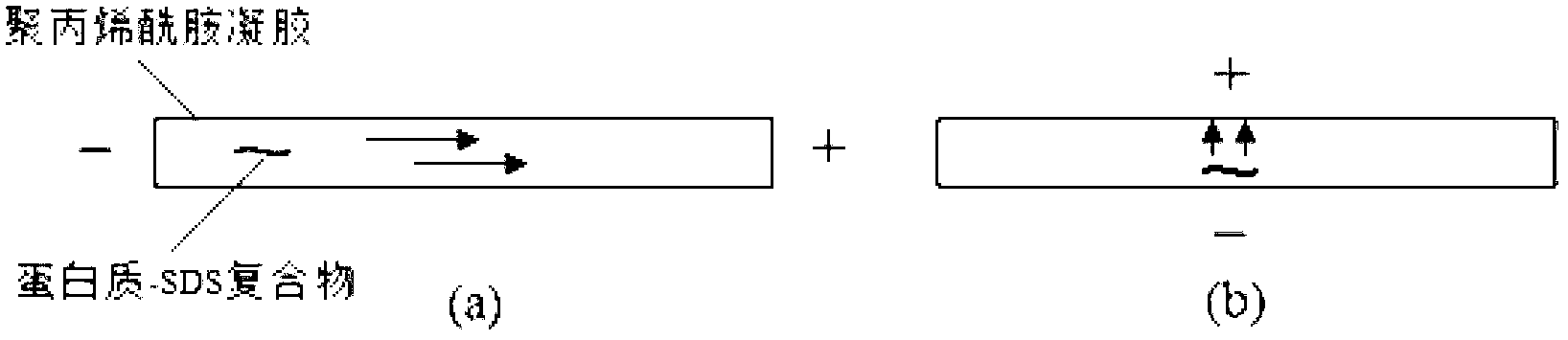 Device and method for transferring and analyzing proteins in gel on line