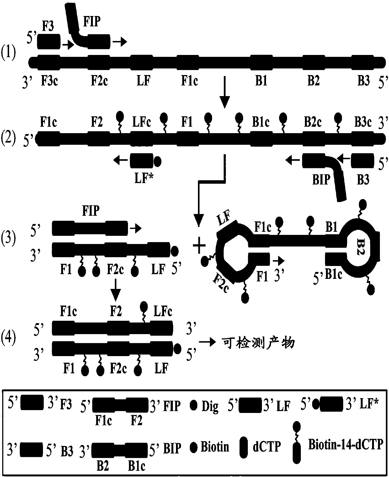 Loop-mediated isothermal amplification method implemented by combining antarctic thermal sensitive uracil deoxyribonucleic acid glycosylase (AUDG) with self-avoiding molecule recognition system (SAMRS)