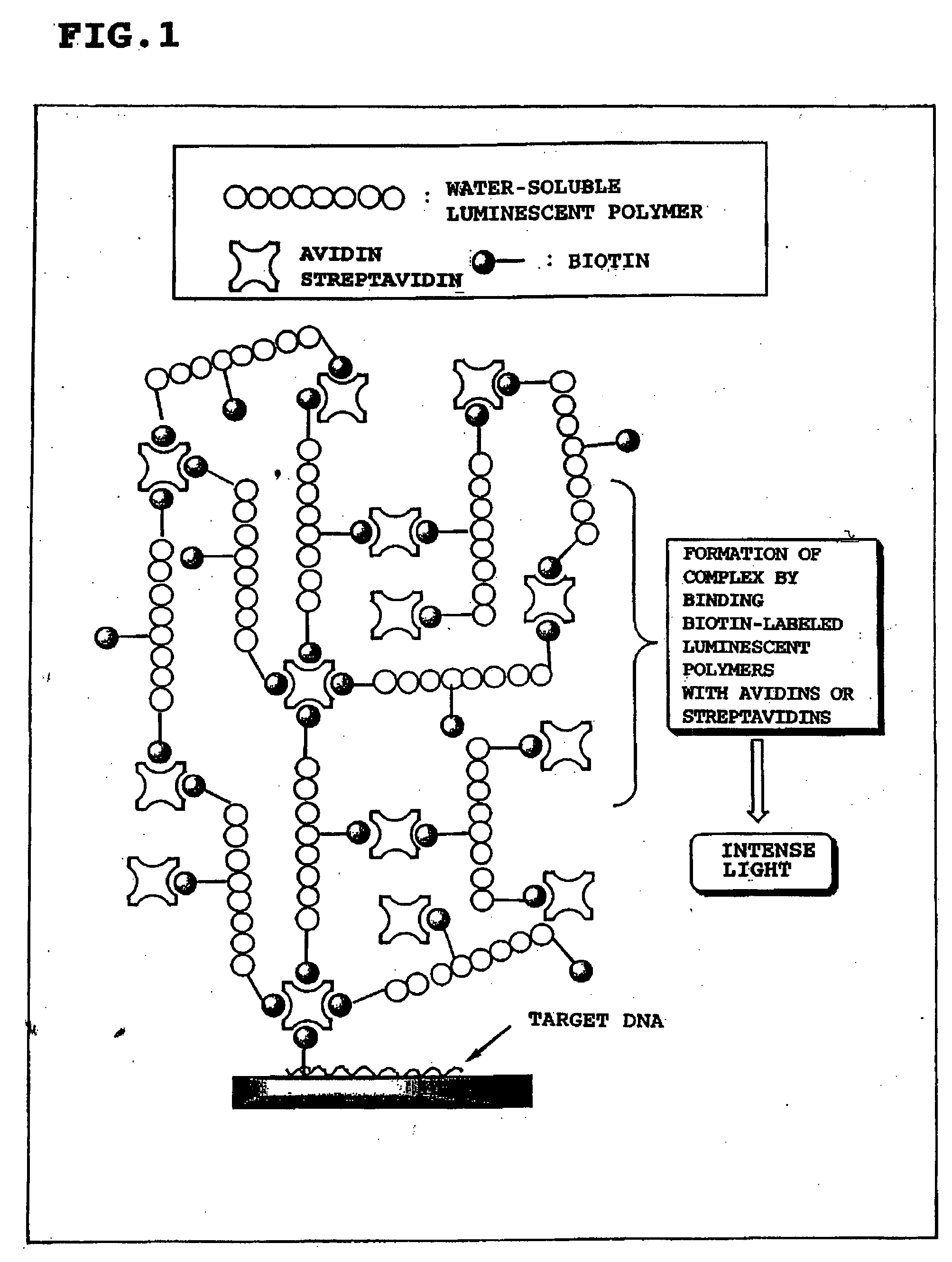 Luminescent polymer and use thereof in bioassay