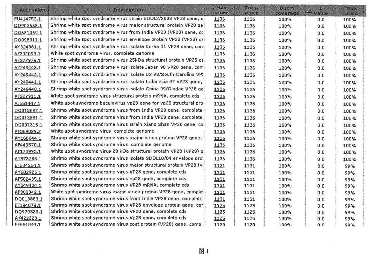 Method for preparing recombinant spore for surface display of prawn white spot syndrome virus Vp28