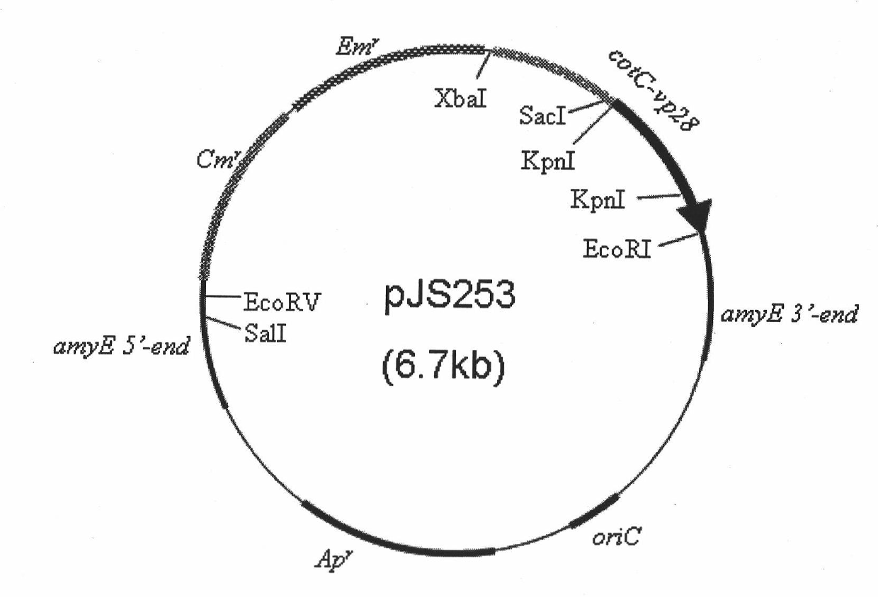 Method for preparing recombinant spore for surface display of prawn white spot syndrome virus Vp28