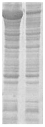 Recombinant chimeric antigen of treponema pallidum as well as preparation method and use thereof