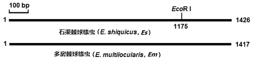 PCR-RFLP detection kit for authenticating and differentiating infections of echinococcus multilocularis and echinococcosis shiquicus