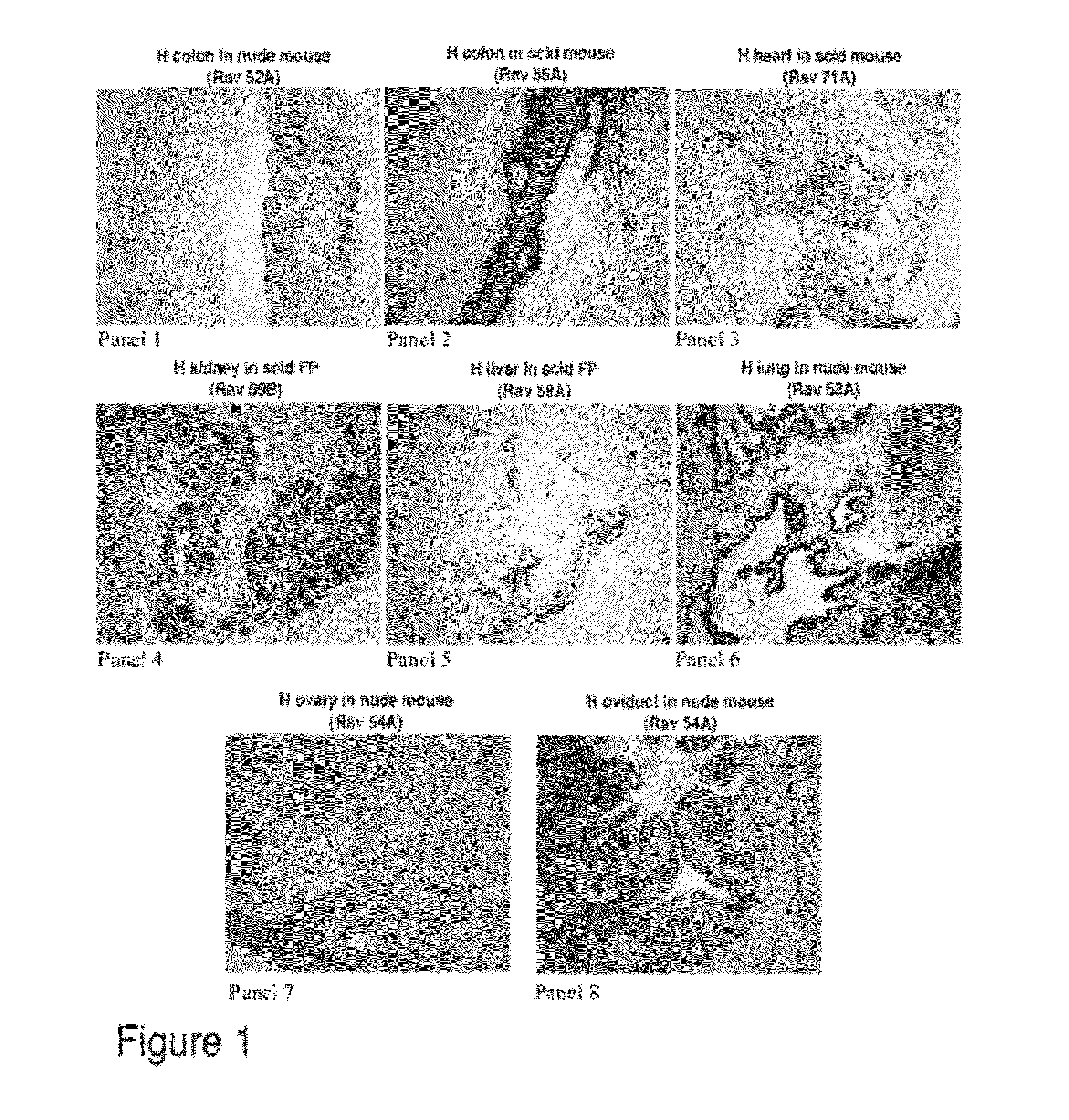 Animal Model for Toxicology and Dose Prediction