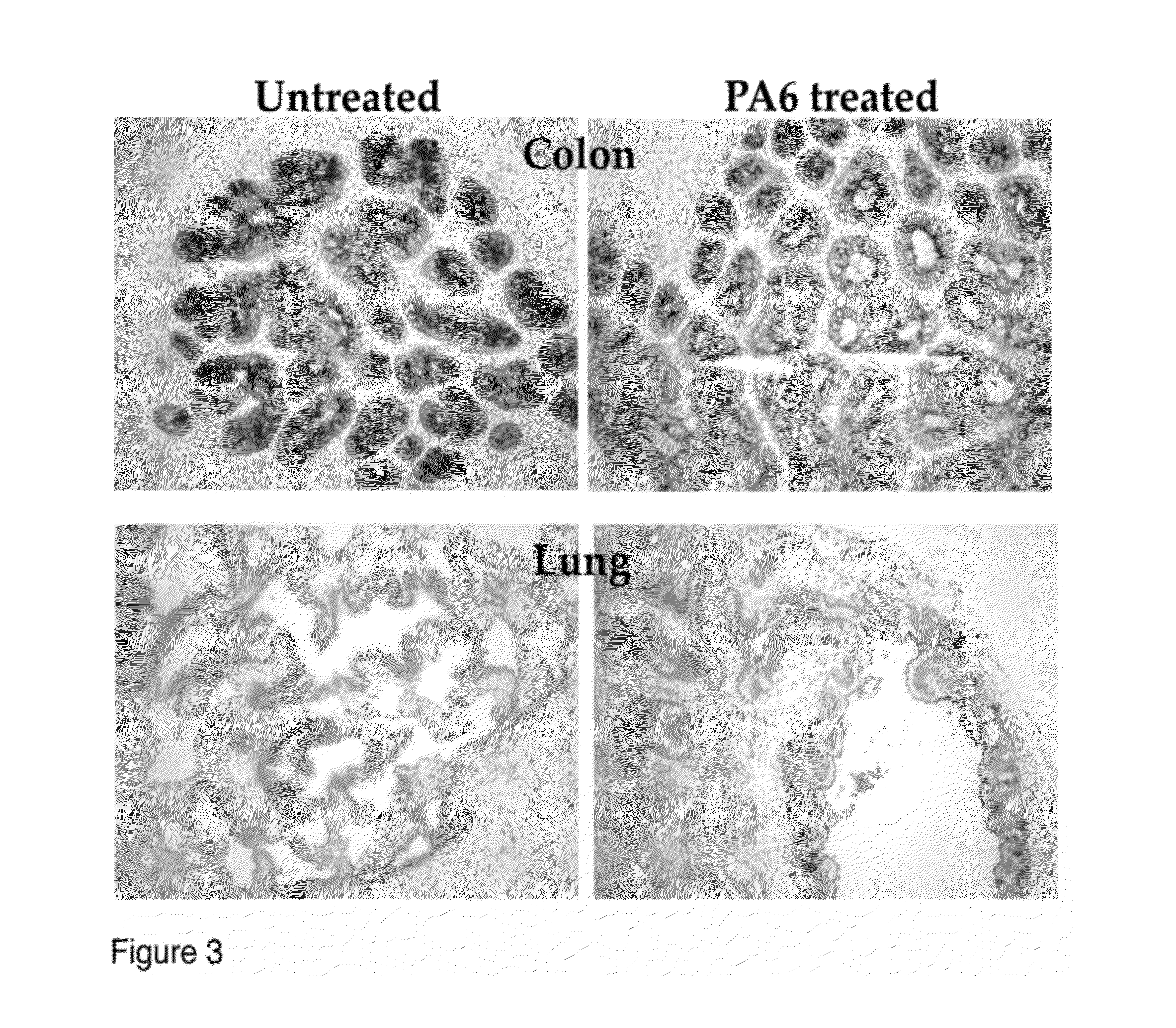 Animal Model for Toxicology and Dose Prediction