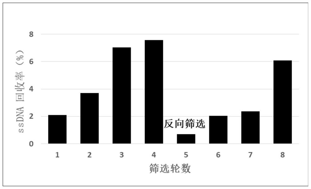 A group of nucleic acid aptamers specifically binding to gliotoxin and their application