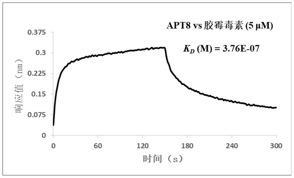 A group of nucleic acid aptamers specifically binding to gliotoxin and their application