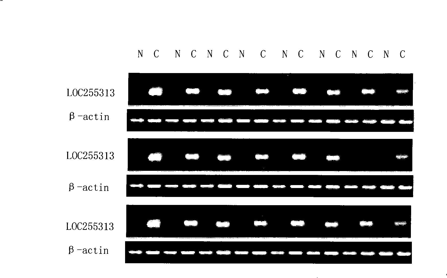 Uses of LOC255313 gene