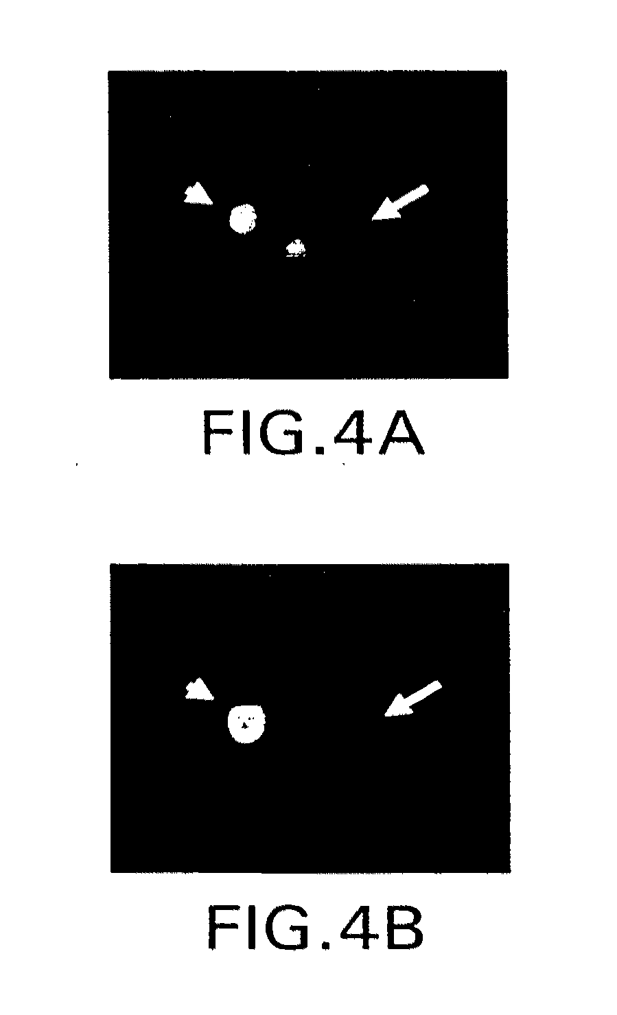 Covalent disulfide-linked diabodies and uses thereof