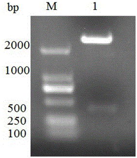 A method for preparing recombinant Pichia pastoris with pedv core antigen coe protein displayed on the surface