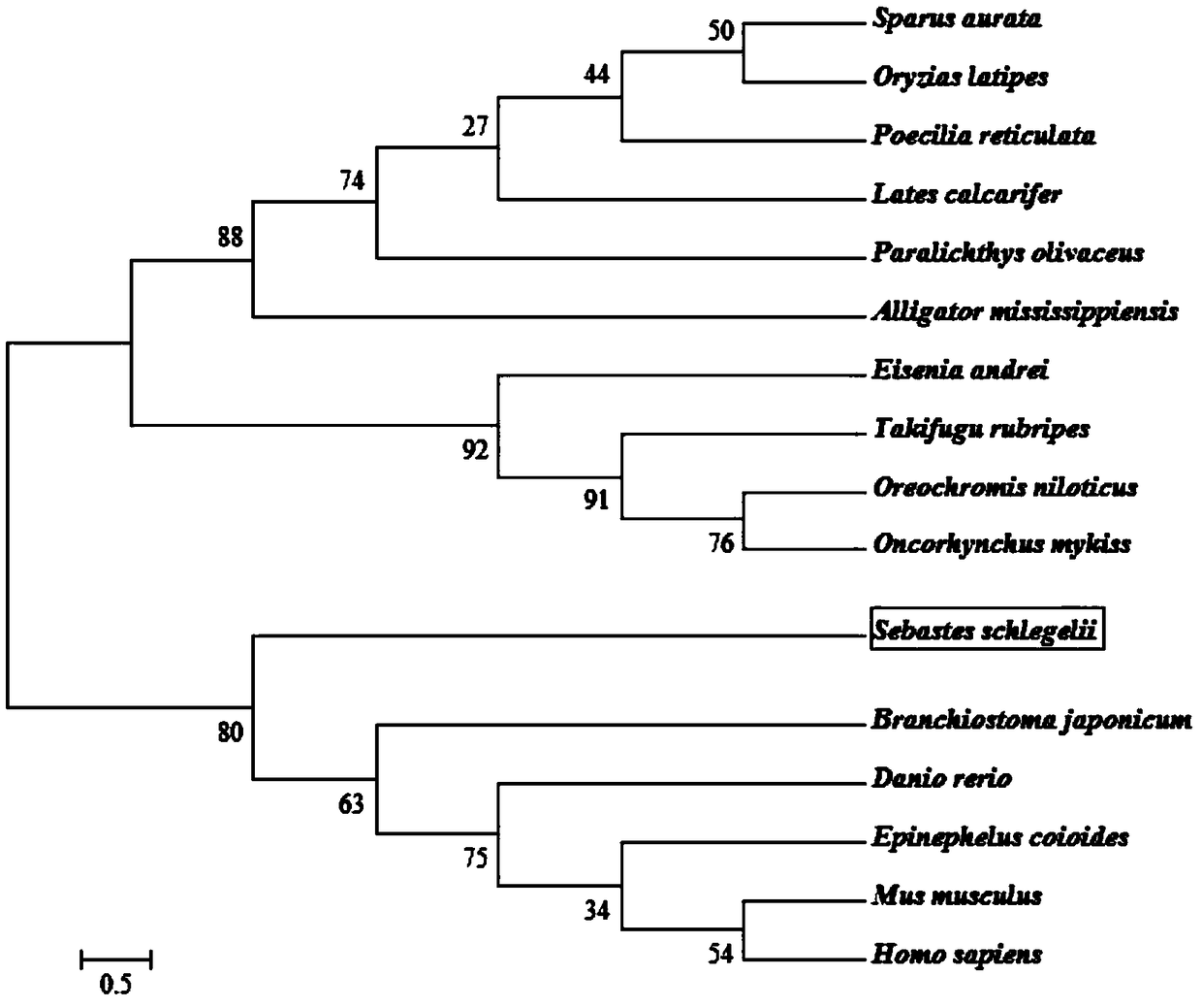 Sebastes schlegeli calreticulin gene and application