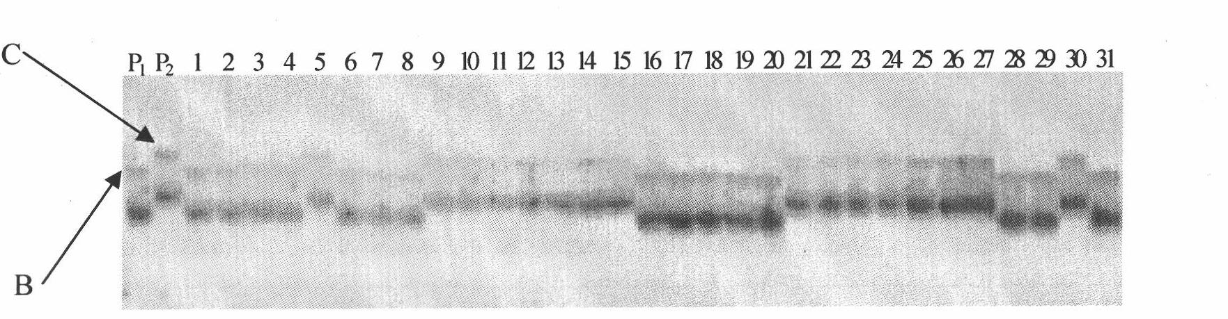 Brown spot resistant, sensitive gene fragment of cucumber and uses thereof