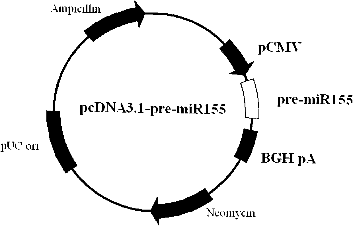 DNA vaccine adjuvant using Micro RNA-155 and construction method thereof