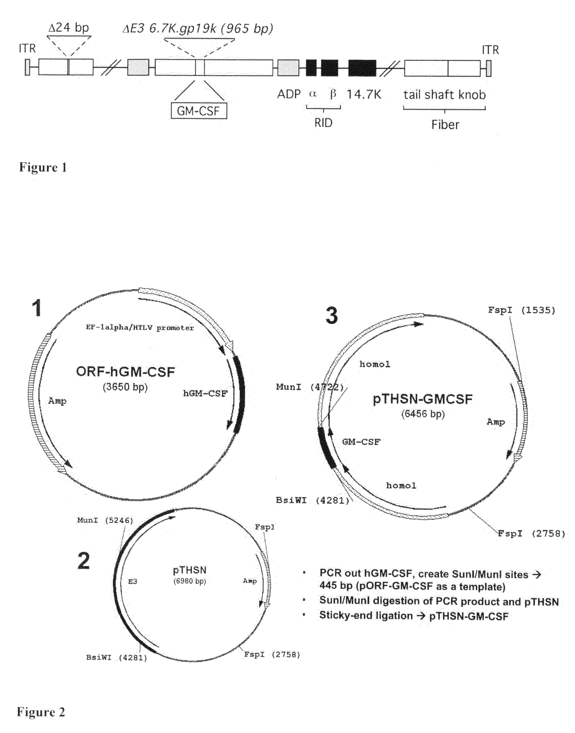 Adenoviral vectors and methods and uses related thereto