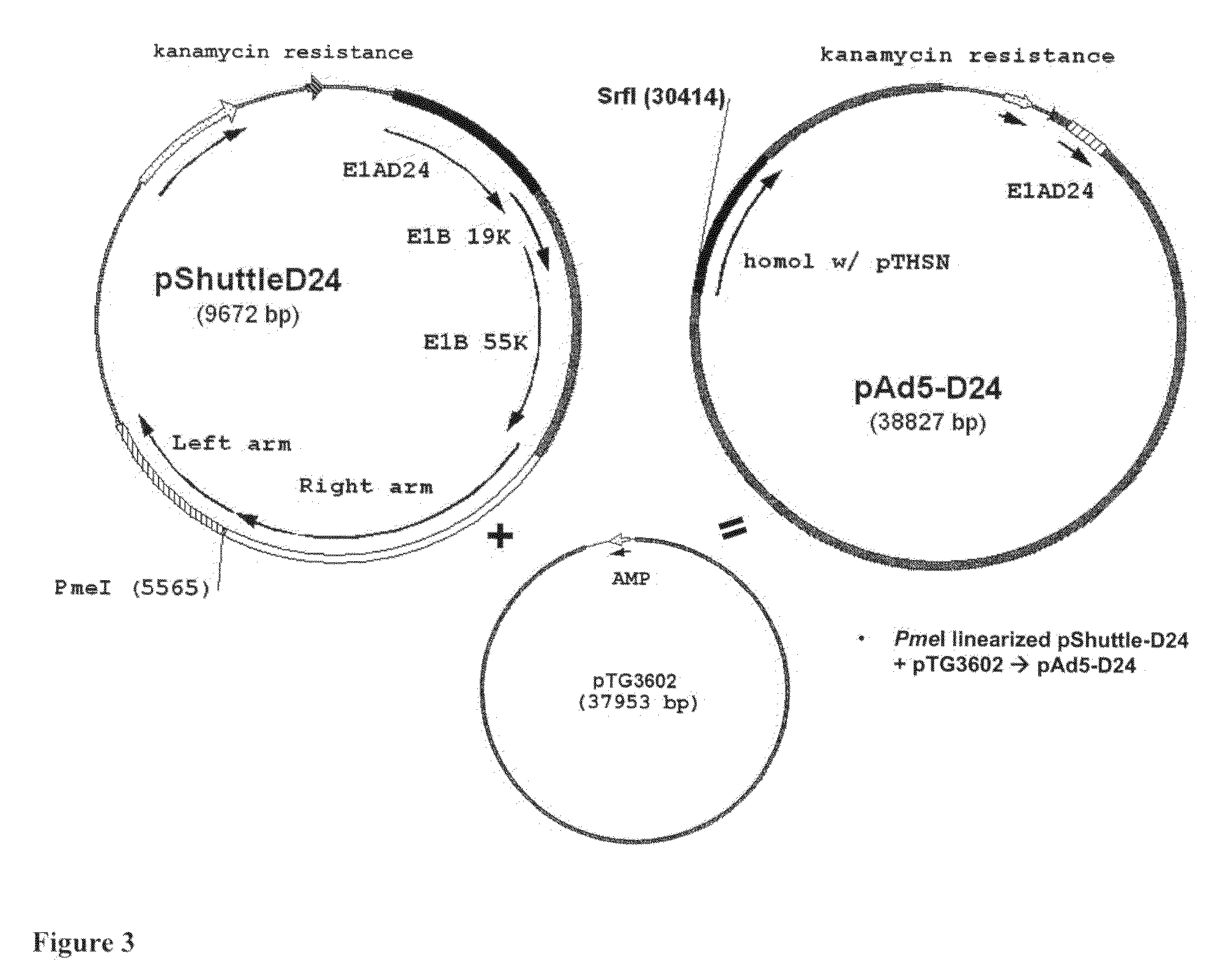 Adenoviral vectors and methods and uses related thereto