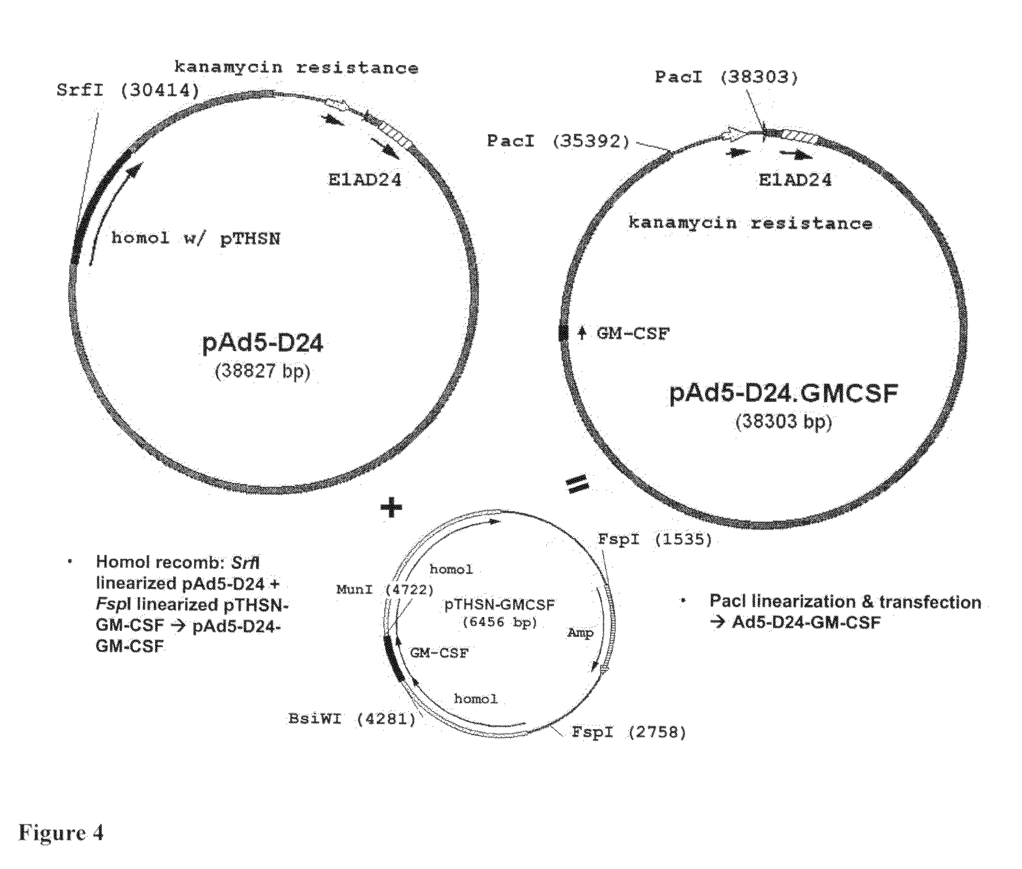 Adenoviral vectors and methods and uses related thereto