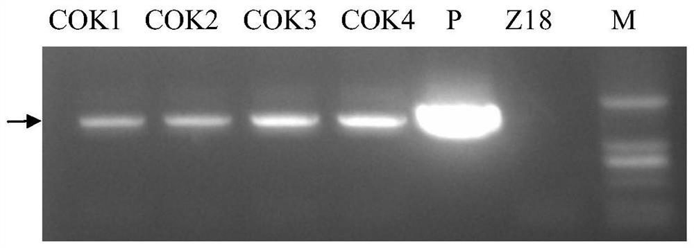 Wheat disease resistance and heading regulating gene tacok and its related biomaterials and applications