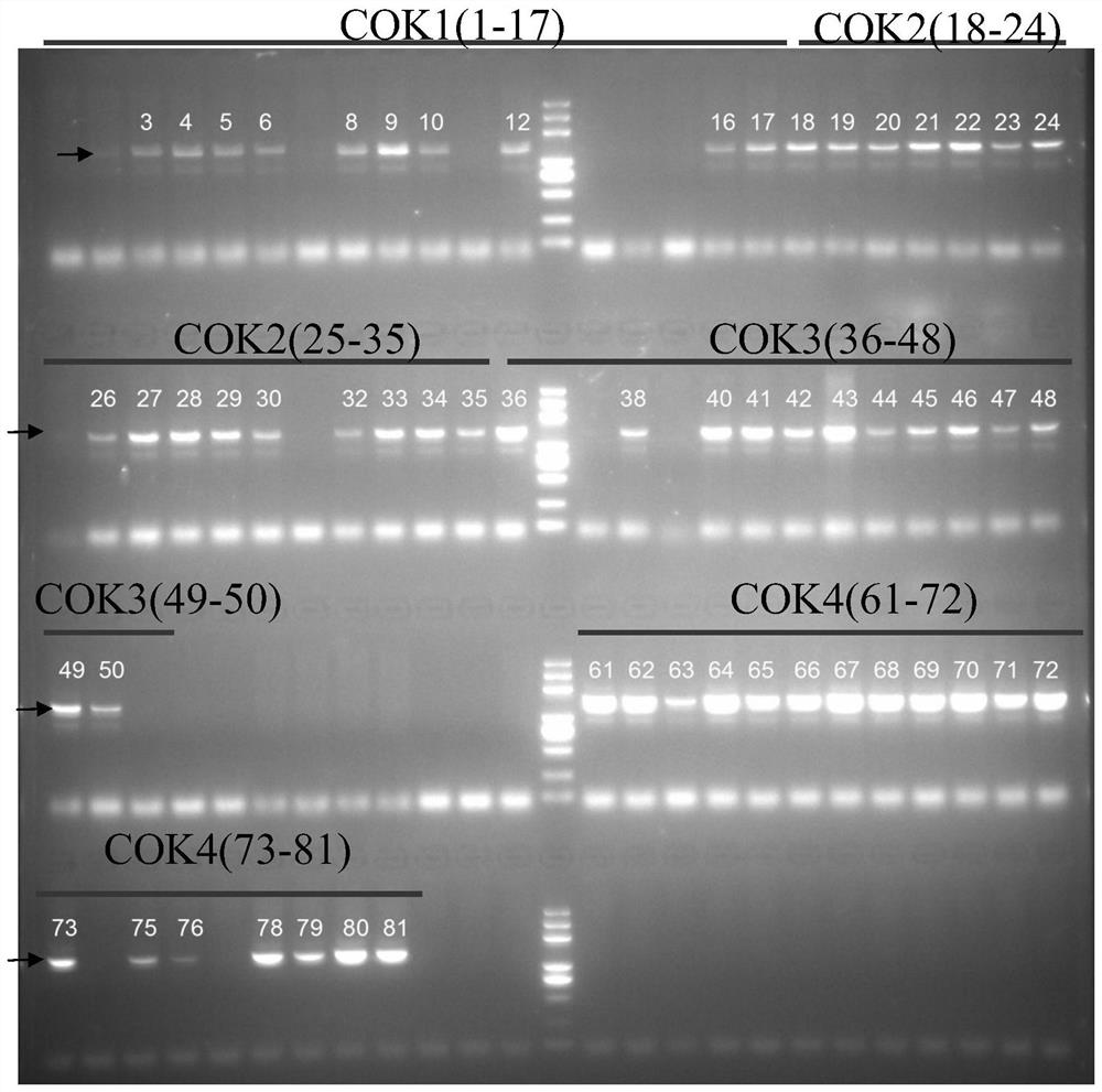 Wheat disease resistance and heading regulating gene tacok and its related biomaterials and applications