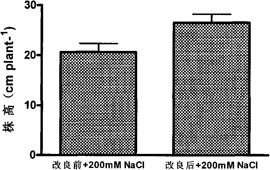 Method for accelerating cucumber growth and special culture medium thereof