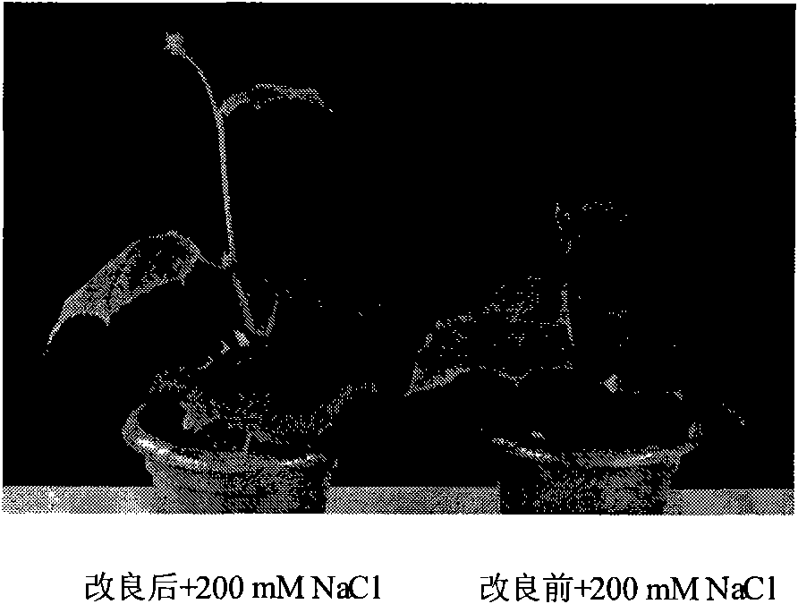 Method for accelerating cucumber growth and special culture medium thereof