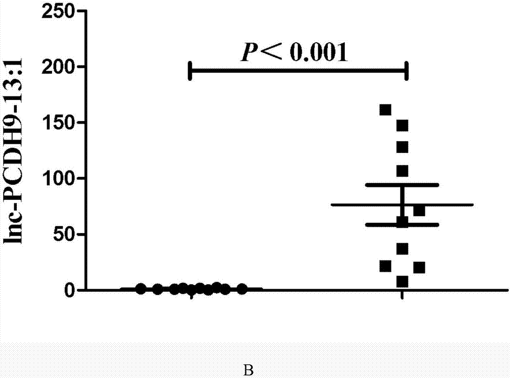 Application of lnc-PCDH9-13:1 detection reagent to preparation of liver cancer diagnosis reagent/kit