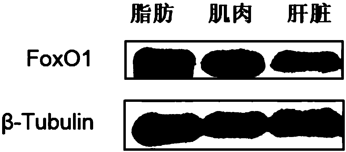 Grass carp FoxO1 polypeptide antigen and antibody and preparation method and application thereof