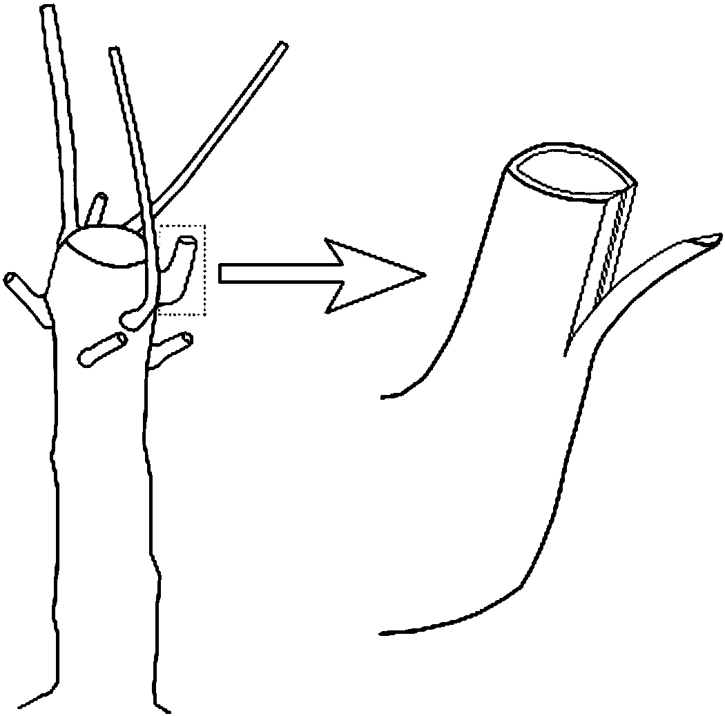 Method for grafting big Chinese evergreenchinkapin trees