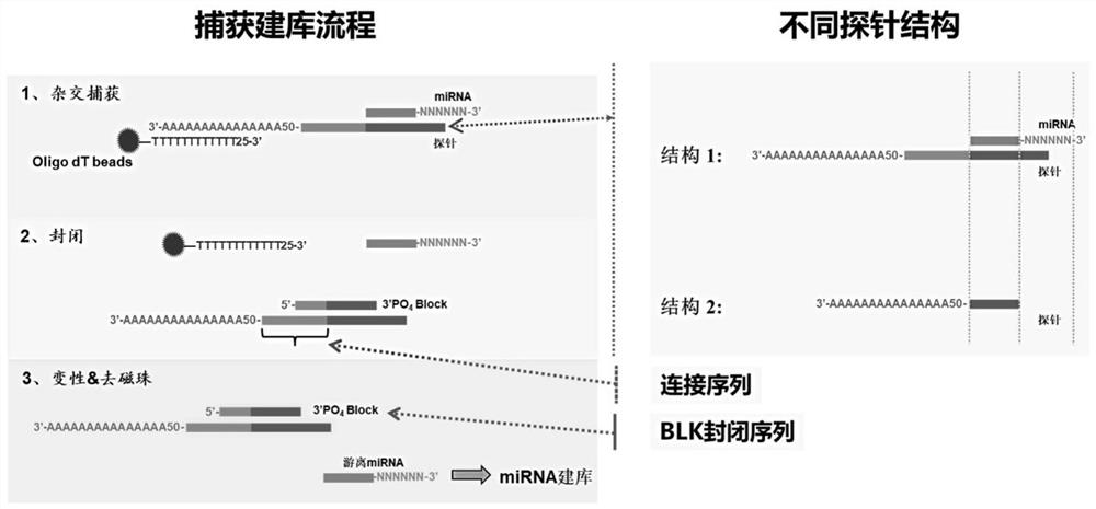 Nucleic acid composition for extracting or detecting small molecule RNA (Ribonucleic Acid) in sample as well as kit and method thereof