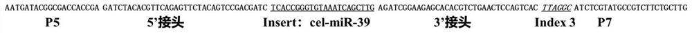 Nucleic acid composition for extracting or detecting small molecule RNA (Ribonucleic Acid) in sample as well as kit and method thereof