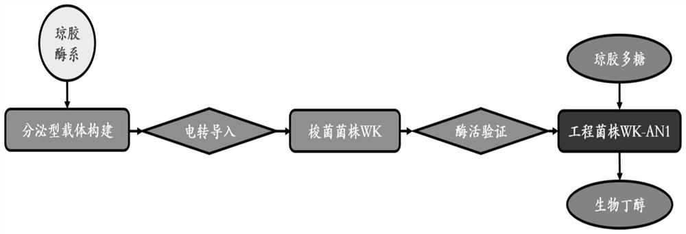 Recombinant bacterium and construction and application thereof